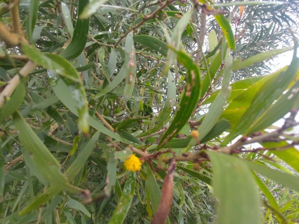 梅山鄉撿山頭2449385