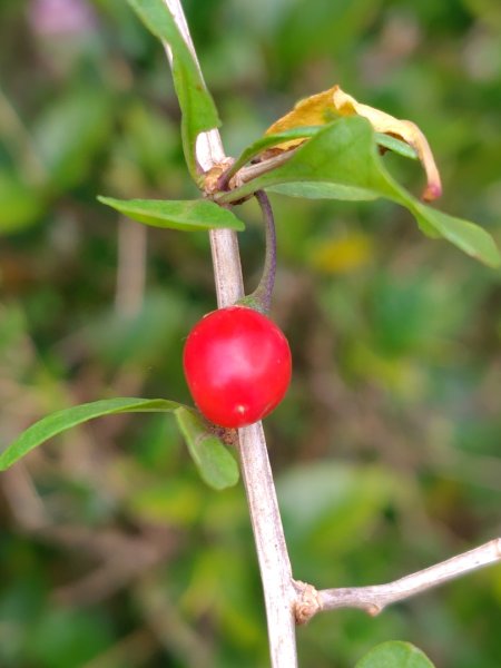 鳳鳴古道 鳳鳴山 南隘勇（南長城）古道 三湖山 八達嶺（龍骨）古道 綠色古道 延平古道2975145