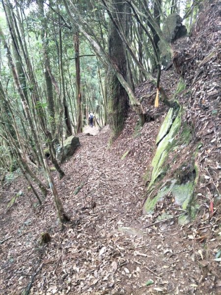 谷關七雄：八唐縱走(八仙山、唐麻丹山)1507640