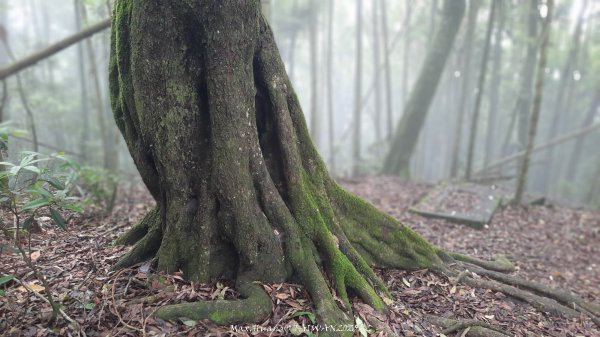 《雲林》望好望角｜石壁山嘉南雲峰步道(中側登山口）202506072805400