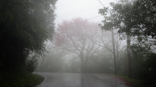雨中賞櫻、霧裡看花2036604