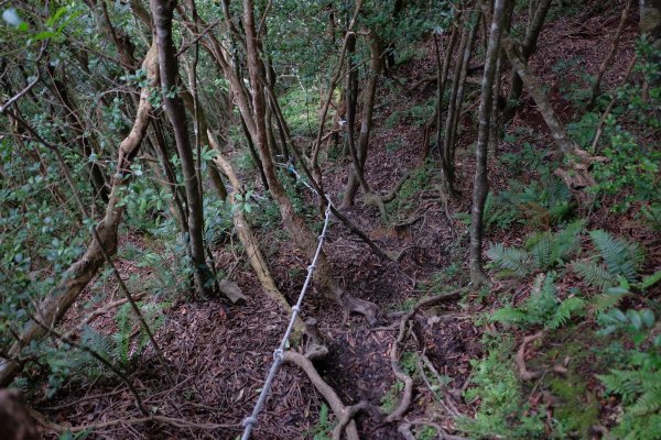 桃園復興區  東卡O縱2823835