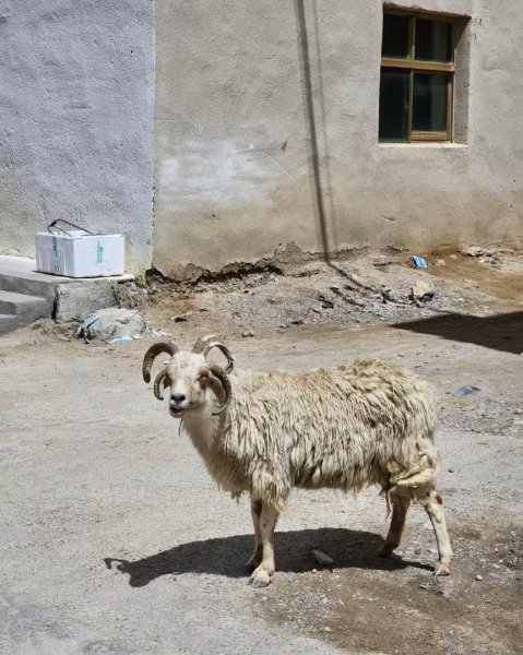 西藏♥️可愛動物🐎人物寫真/拉薩旅拍/美食2902884