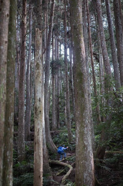 柳杉的國度-油羅山1533377