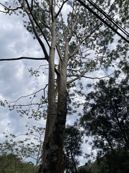 鱷魚頭景觀步道2729219