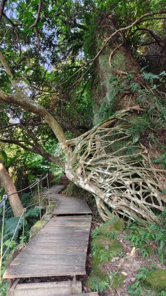 新店碧潭輕鬆走2991995