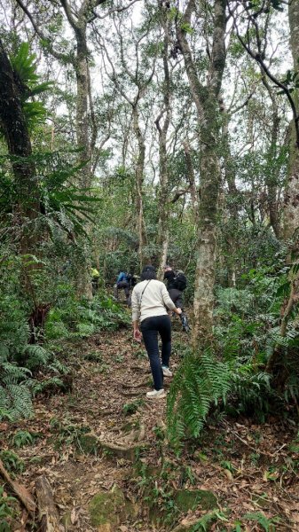 2025元旦山行 新店直潭山、二龍山O型2784961