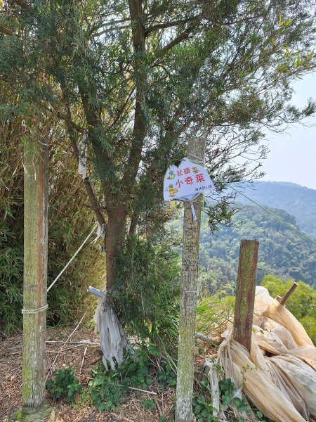 田中大小劍+小奇萊+三叉無名山O型202504032751390