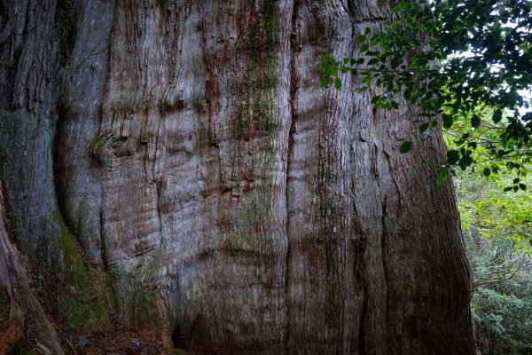 【輕忽】【大安溪神木】2695050