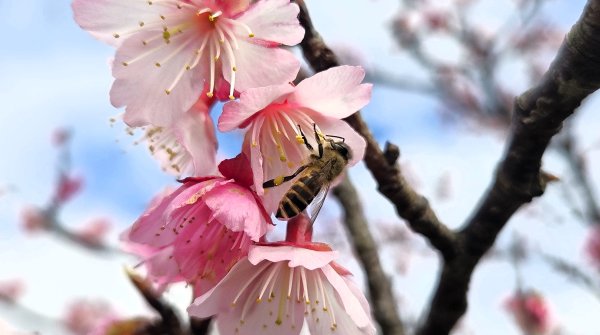 即將春季的百花齊放鵝尾山串行古圳道及平菁街42巷賞櫻健行O型走