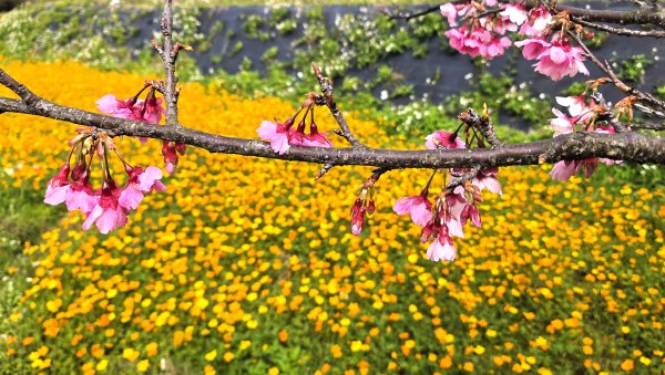 即將春季的百花齊放鵝尾山串行古圳道及平菁街42巷賞櫻健行O型走2988704