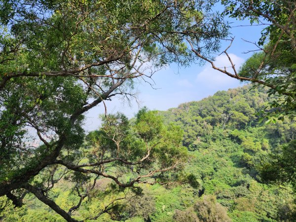 田中森林登山步道2411083