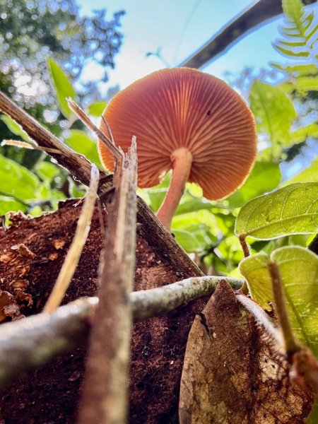 瞭望台-瓊山-望美山-獵人古道2886878