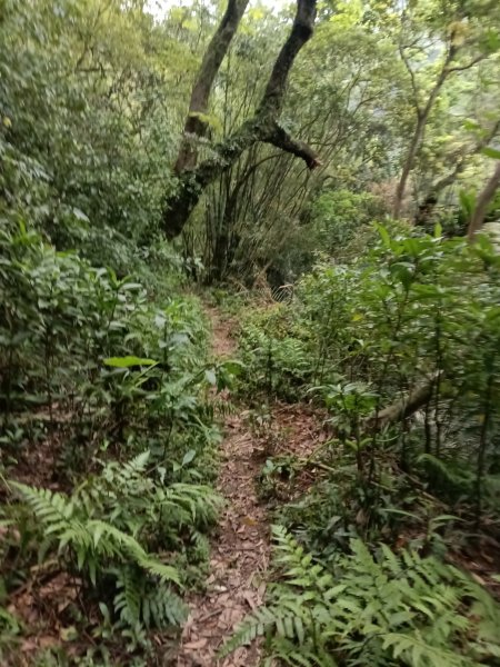 瑞芳區後凹古道+金字碑古道+三貂嶺山+三貂大崙O型2761694