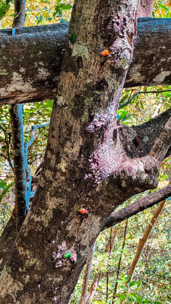 谷關七雄-屋東縱走2923547