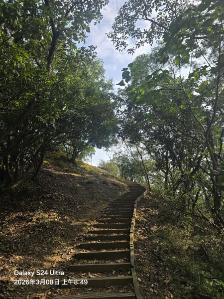 2026-03-08微笑山線：【大棟山系】百年大榕樹段3011685