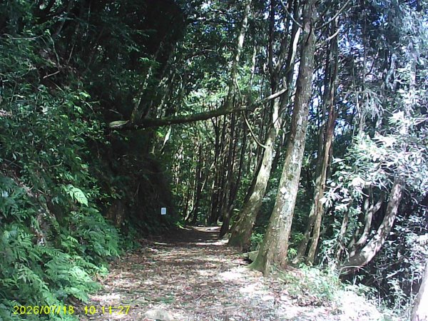 大雪山林道橫嶺山步道、橫嶺山、沙蓮山、笛吹山O繞3090387