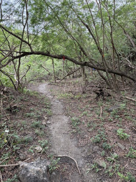 20251129大山母山步道2951873