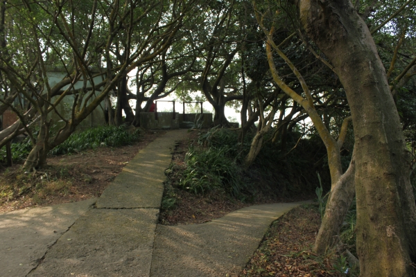 20170107台灣桃園虎頭山步道90640