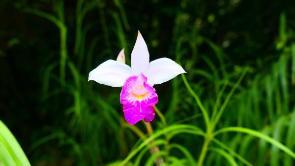 台北植物園3051129