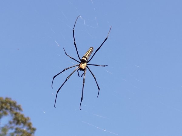 【新竹縣關西鎮】赤柯山步道2833166