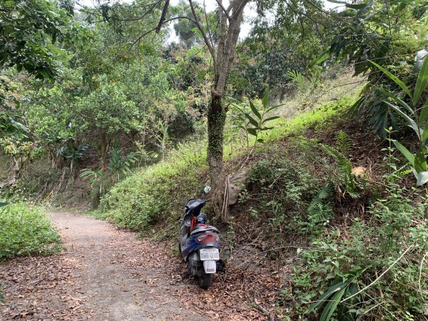 20250403高雄頂荖濃山2757156