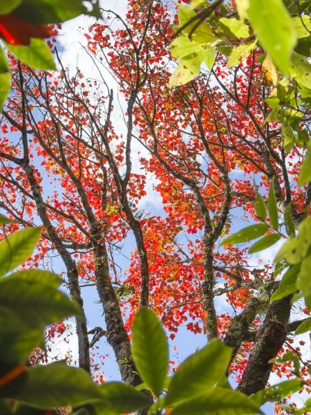 鳶嘴稍來步道賞楓季 ，大雪山門票優惠到12/31！2969590