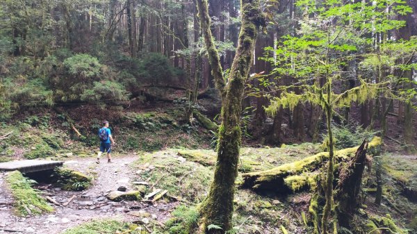 檜山巨木森林步道1779520