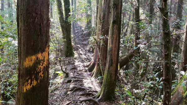 留龍頭 嶺頭山 金柑樹山 忘憂森林 我想抓住您的美2092107