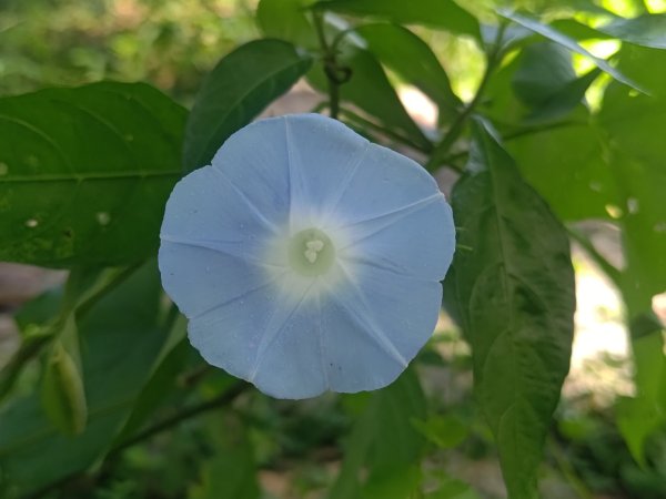 塘湖古道看到的花花草草2593932