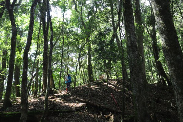 阿里山三霞 -- 楠梓仙溪左岸 南霞山1490245