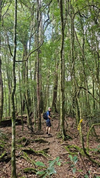 20251014雪見遊憩區 🚴‍♂️咖搭車走司馬限林道上東洗水山兩刷北坑山至大板根2916430