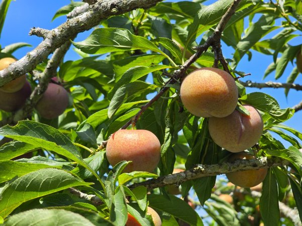 夏日的馬那邦山2786833