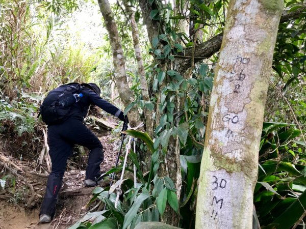 鱈葉根山登山步道524771