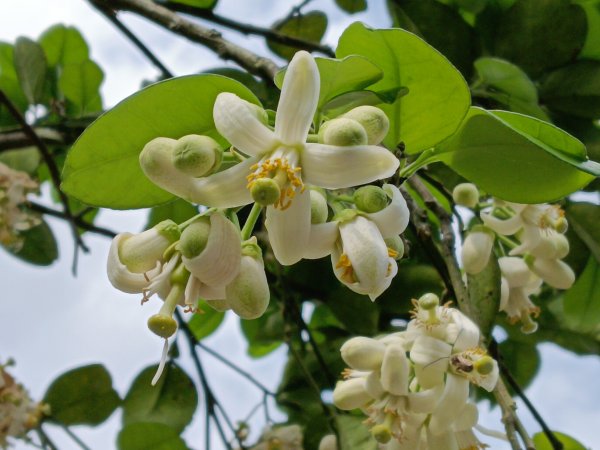 雙溪區三叉港+遠景古道+楊廷理古道+雞母嶺街O型2758625