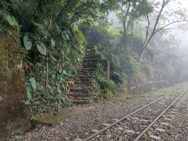 搭阿里山森鐵去登獨立山(小百岳#58)。走大巃頂賞茶園風光 (2020/11/8)1427689