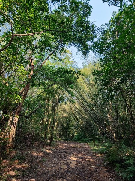新山夢湖-友蚋山-友蚋南峰-五指山古道2755367
