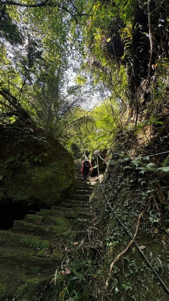 孝子山、普陀山、慈母峰賞鹿子野百合O走2592955