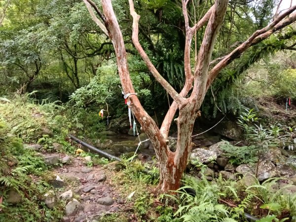 雙溪區中坑古道+大夯瀑布+中坑東山+中坑東山尾稜O型2921518