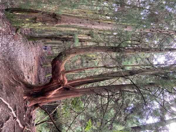 谷關七雄-馬侖山1116752