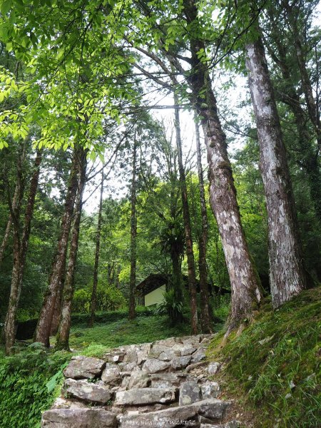 《宜蘭》北橫明珠｜明池國家森林遊樂區201805192889304