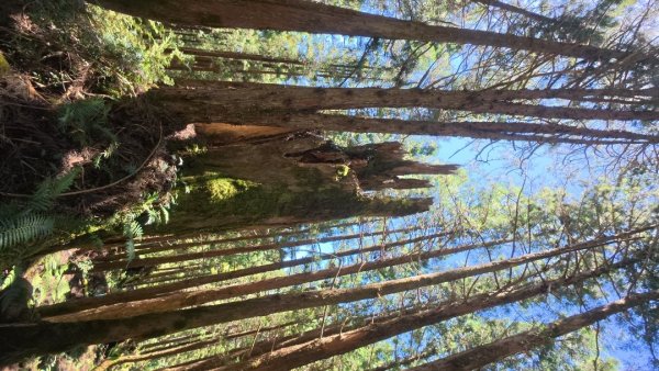 太平之旅 三星山/翠峰湖/見晴2873340