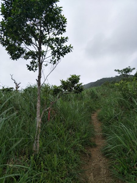 小百岳:鵲子山1352703