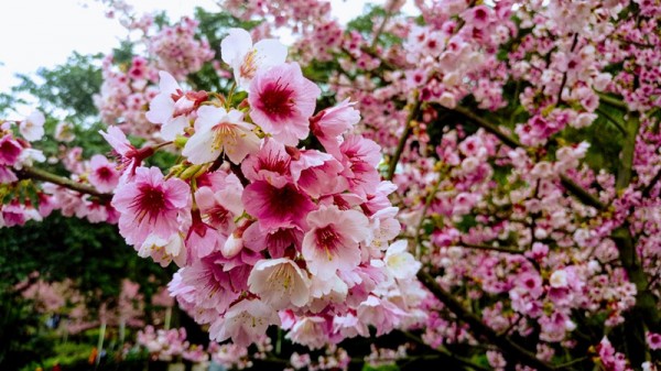 天元宮的櫻花255347