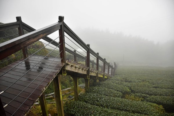 2026.02.07~02.08阿里山健行 & 阿里山石棹森林茶席(嘉義/登山/JRJ紀錄分3010620