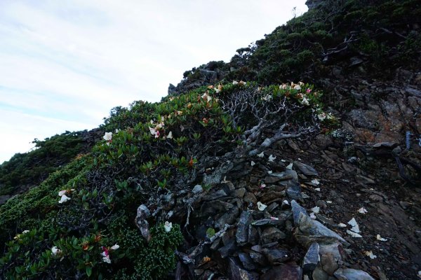 2018-06-02玉山主峰，東峰434190