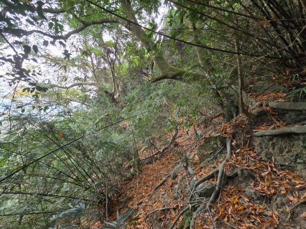 2026-02-01 靈山古道2991724