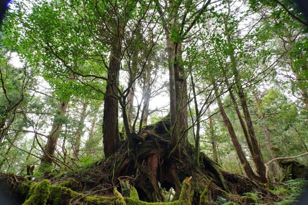 宜蘭 大同 見晴山2890633