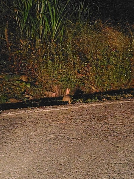 大棟山系南段 水利古道西口 上 竹高崙山 連走 鳥子嶺 坑仔內山 大崖山 下 龍目井農場2953138