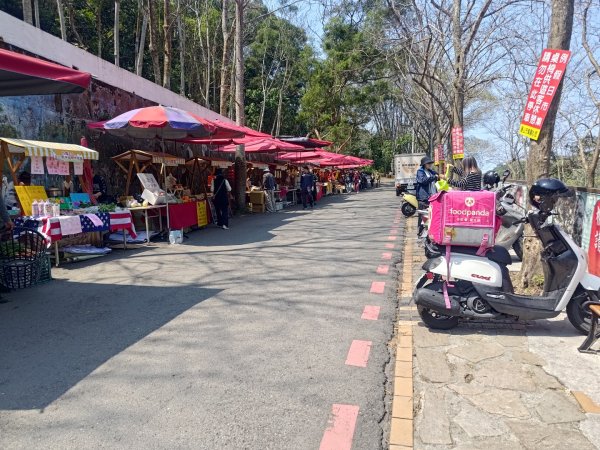 藤山步道登樟普寮一等三角點+挑水古道2749471